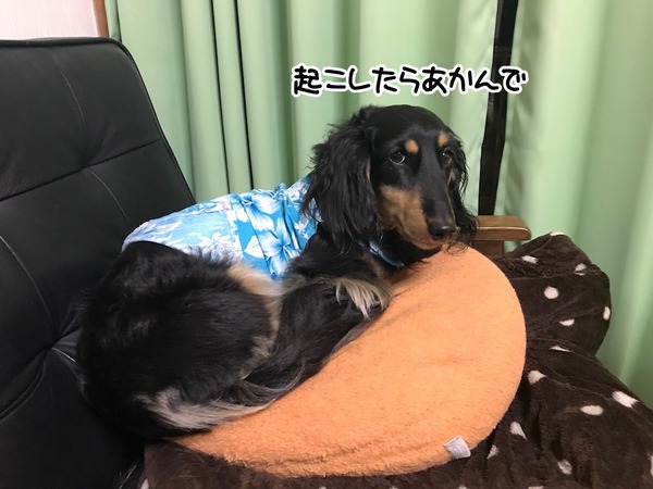 20180531meruloco-7