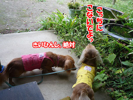 P1010439.jpg