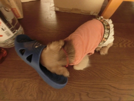 013_201309162320032b2.jpg