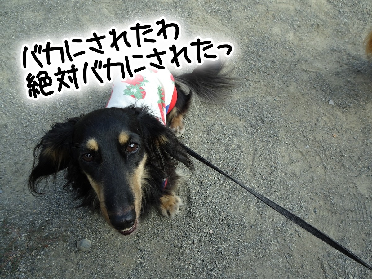 いちごどんちゃん メルロコ一家の横須賀ストーリー Powered By ライブドアブログ いちごどんちゃん メルロコ一家の横須賀ストーリー Powered By ライブドアブログ