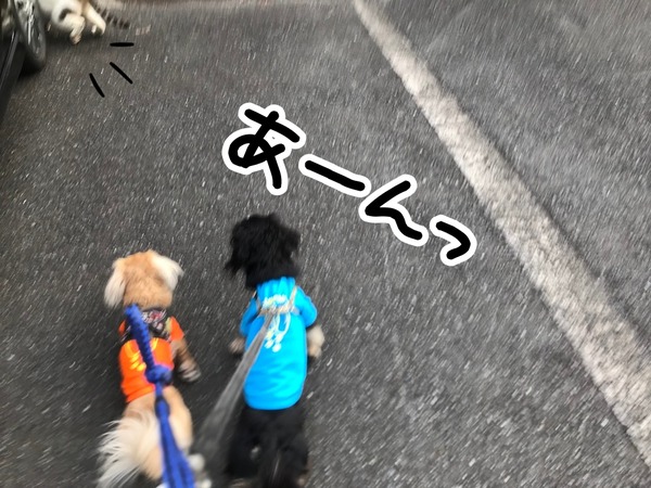 meruloco20181027-6