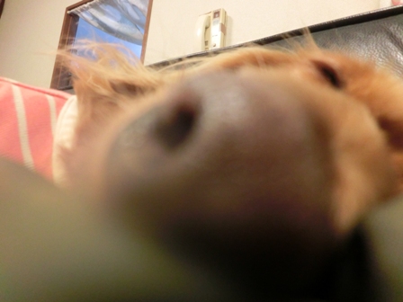 015_20141128235100f0f.jpg