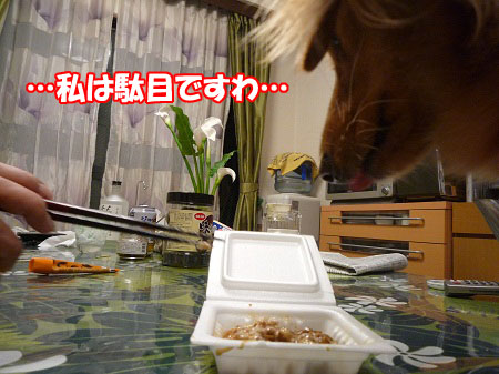 P1020118.jpg