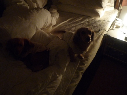 012_20101208231111.jpg