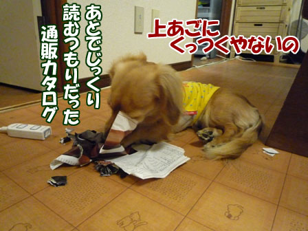 004_20101202221447.jpg