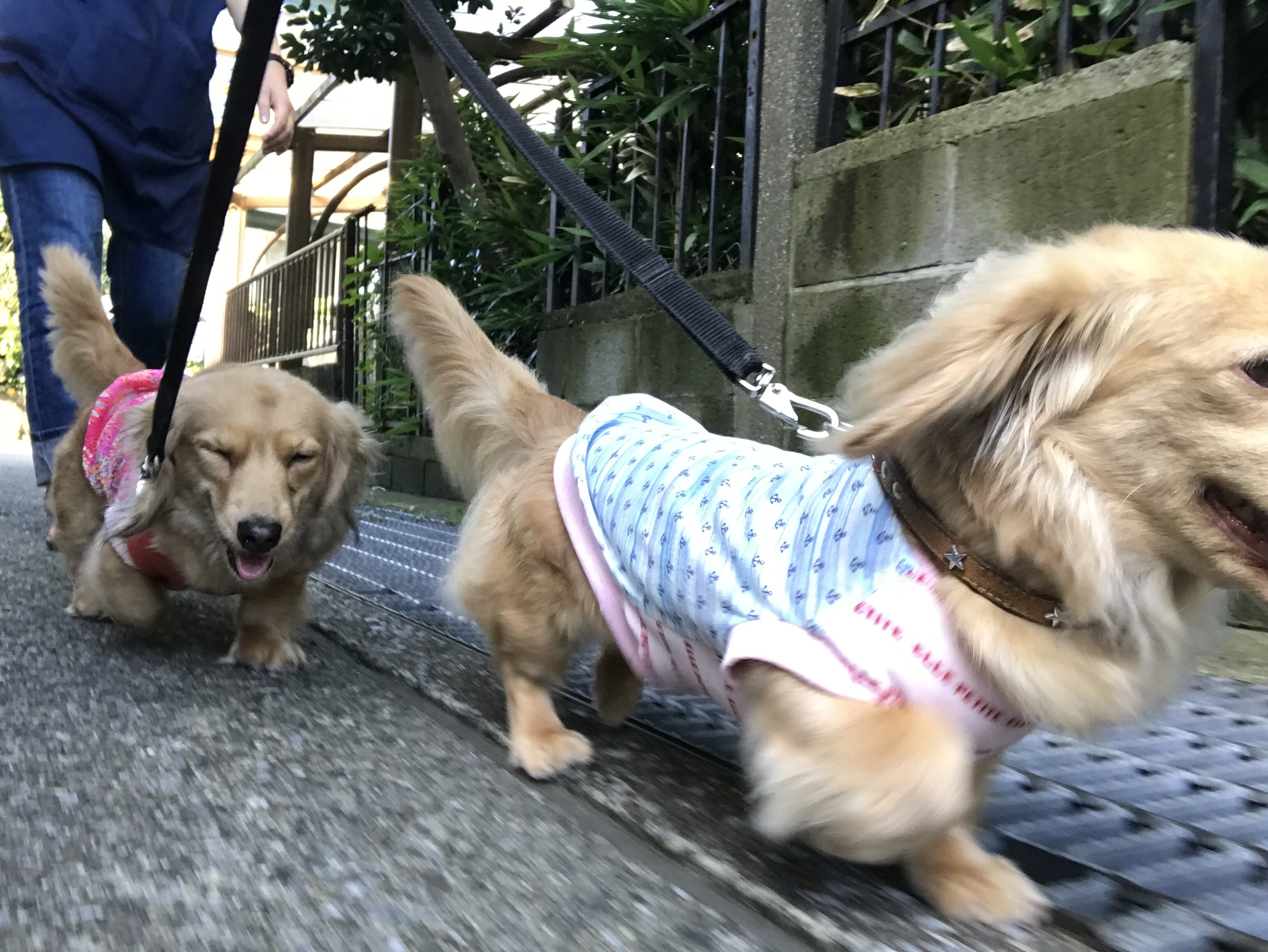 自撮り棒で撮ったら大迫力 メルロコ一家の横須賀ストーリー Powered By ライブドアブログ