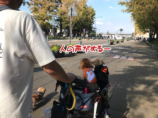 meruloco20181029-5