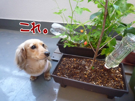 036_20120605231249.jpg
