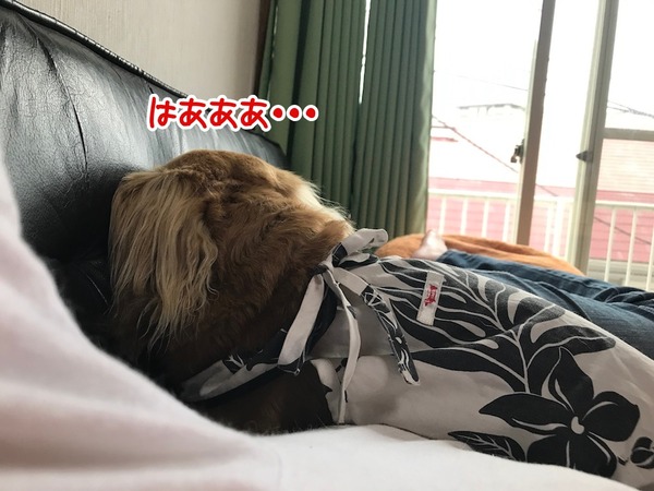 20180529don-5