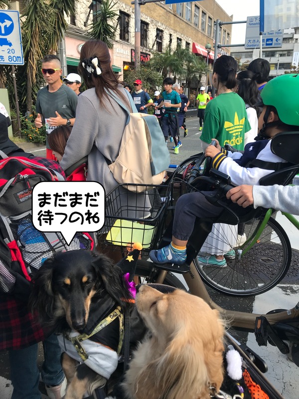 meruloco20181029-8