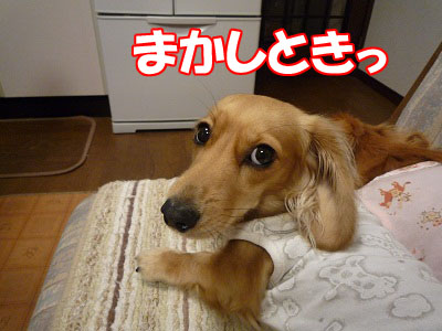 P1020080.jpg