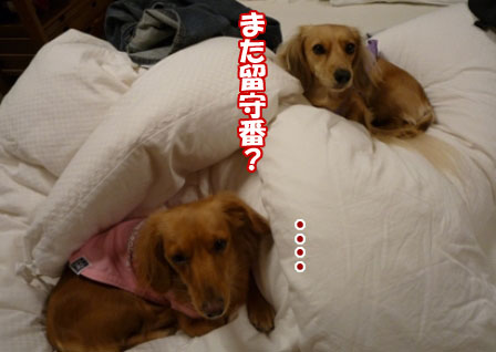 015_20101203233112.jpg