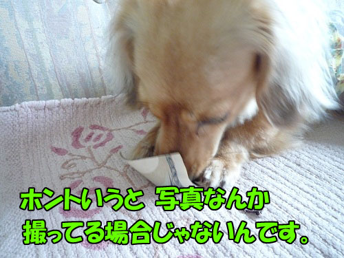 c4043882.jpg