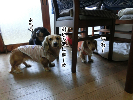 004_20141212004528e8e.jpg