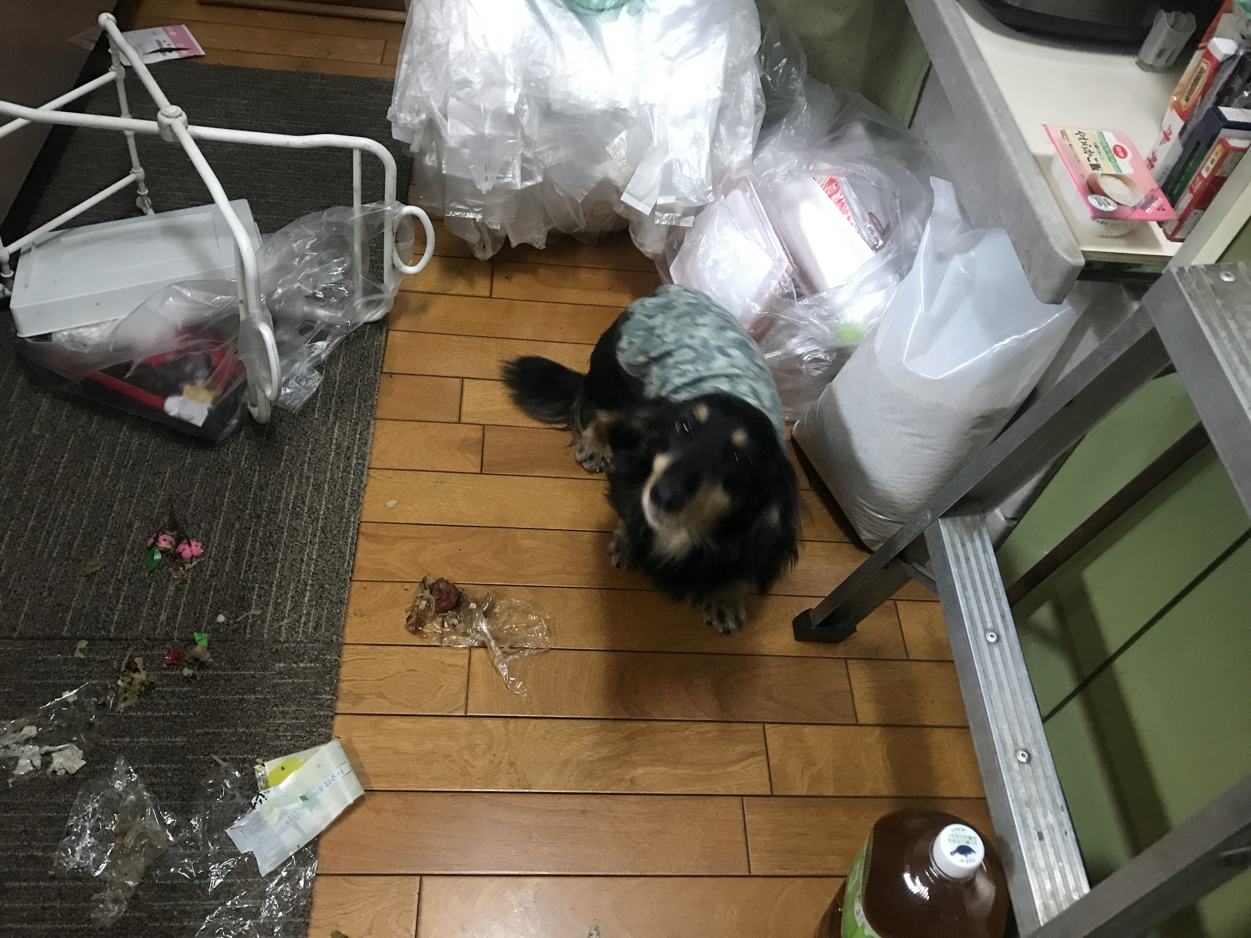 容疑者は犯行現場に舞い戻る メルロコ一家の横須賀ストーリー Powered By ライブドアブログ 容疑者は犯行現場に舞い戻る メルロコ一家の横須賀ストーリー Powered By ライブドアブログ
