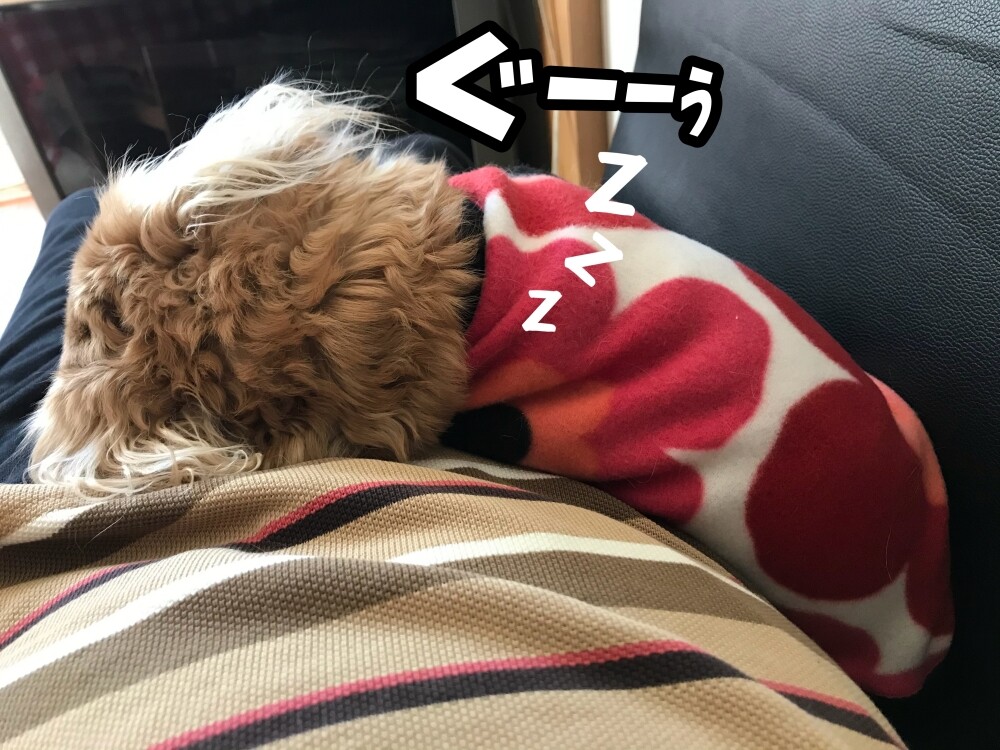 静電気犬 メルロコ一家の横須賀ストーリー Powered By ライブドアブログ