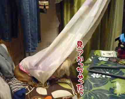 018_20110221003447.jpg
