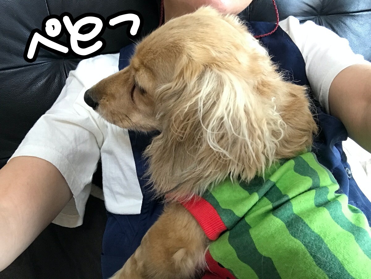 雨がやんだよ お散歩だよっ メルロコ一家の横須賀ストーリー Powered By ライブドアブログ 雨がやんだよ お散歩だよっ メルロコ一家の横須賀ストーリー Powered By ライブドアブログ