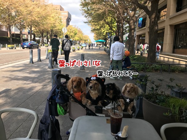 meruloco20181029-3