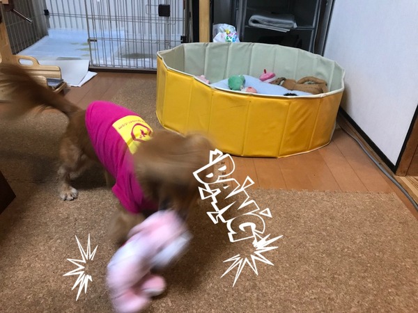 20181024meruloco-9
