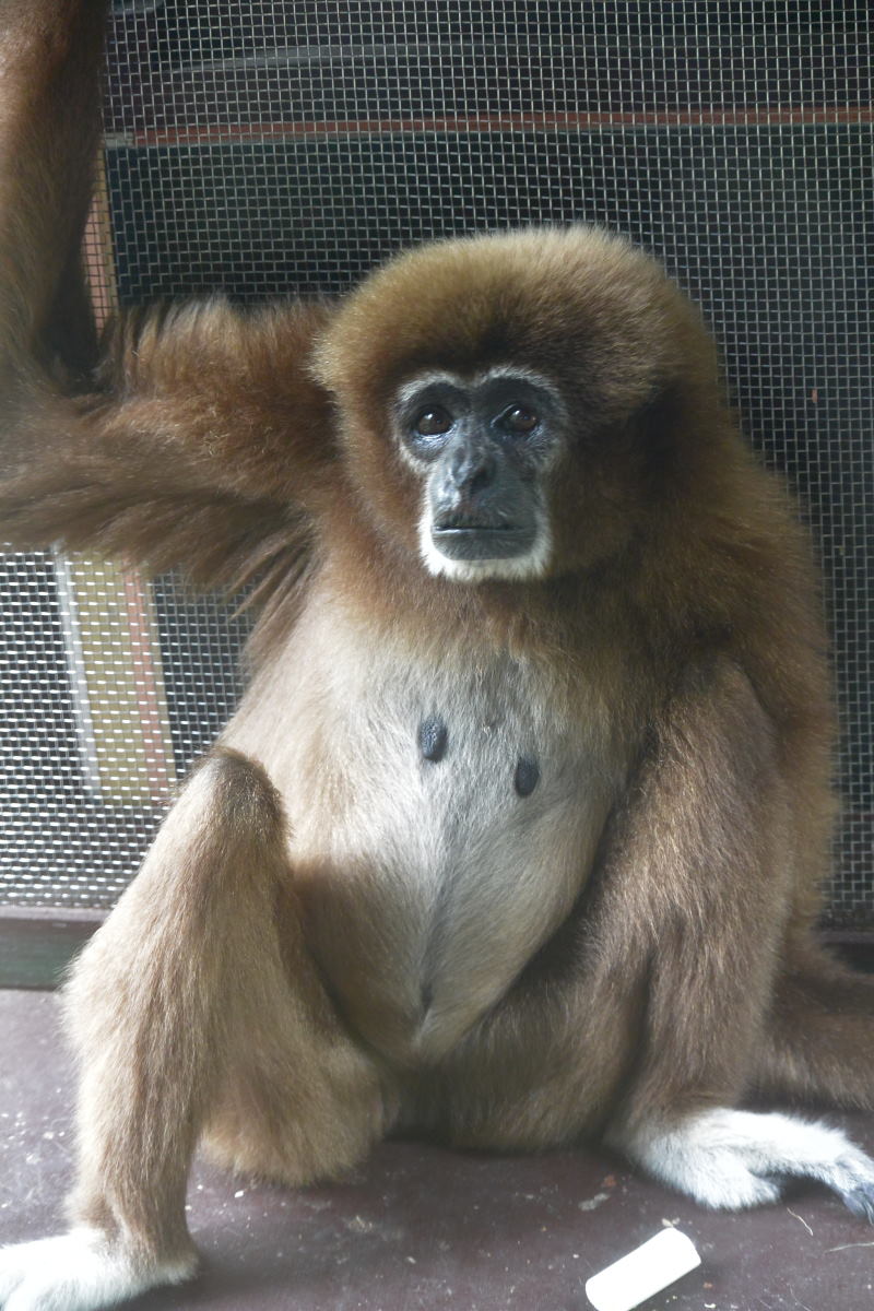 上野動物園 シロテテナガザルさん とりあえずパンダ 写真でつづる妄想会話 など