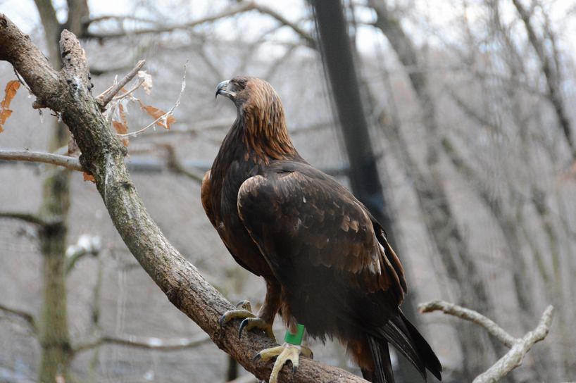 片目のイヌワシさん とりあえずパンダ 写真でつづる妄想会話 など