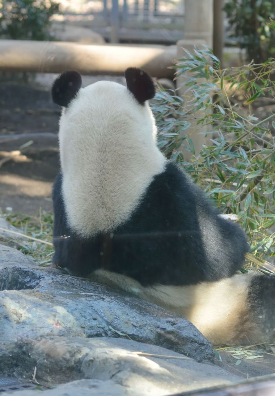 とりあえずパンダ 写真でつづる妄想会話 など