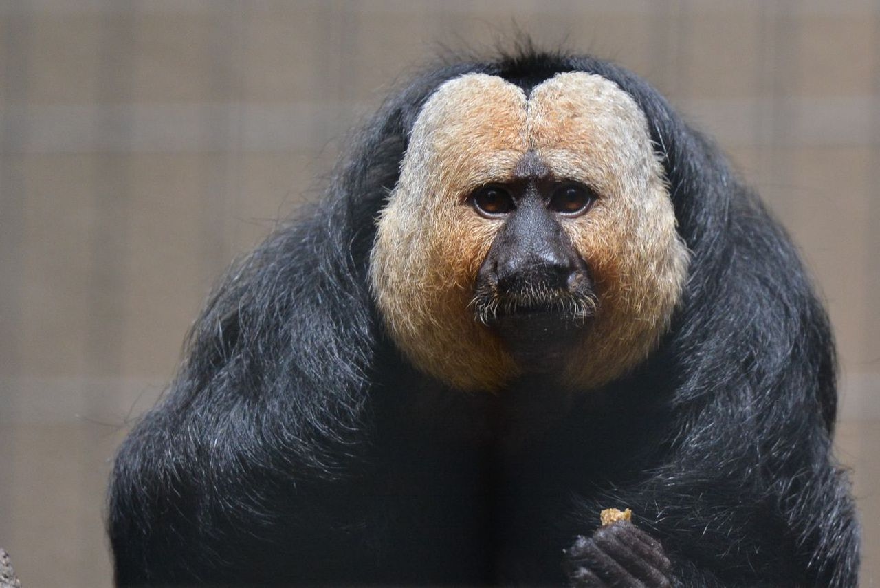 上野動物園 シロガオサキさん とりあえずパンダ 写真でつづる妄想会話 など