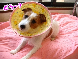 これでも力作 U エリザベス カラー ｎｅｗ ｄｏｇ ｈｏｕｓｅ