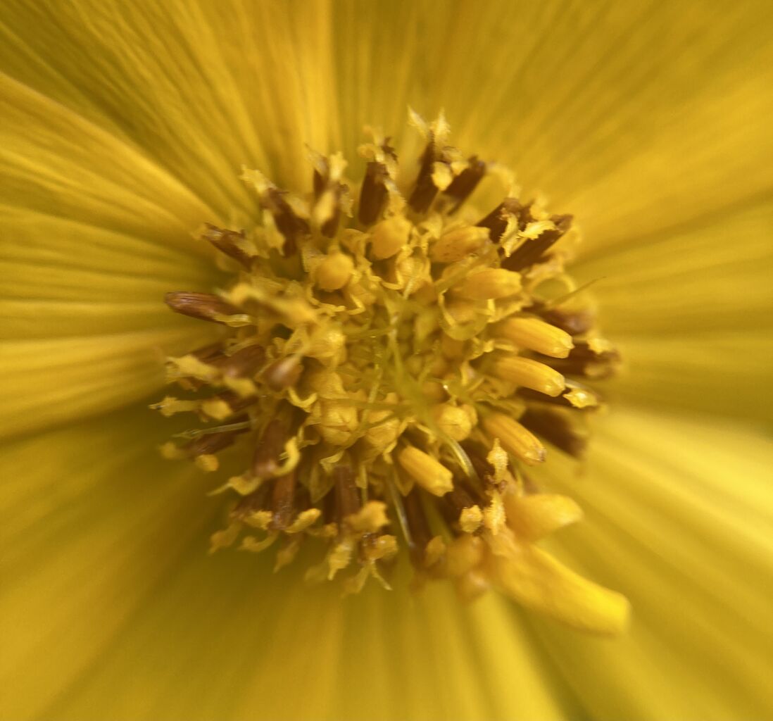 ホソバハルシャギク 自己満備忘録ブログ