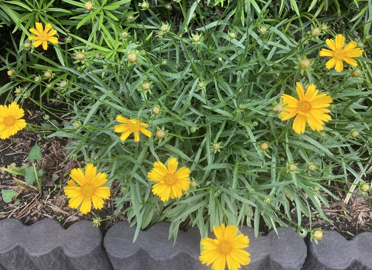 ホソバハルシャギク 自己満備忘録ブログ