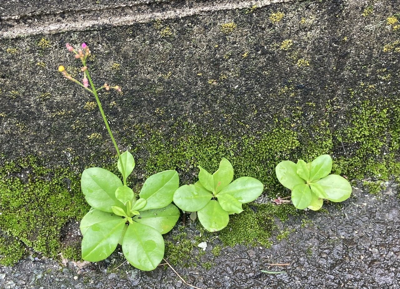 草花火 三時草 ハゼラン 自己満備忘録ブログ