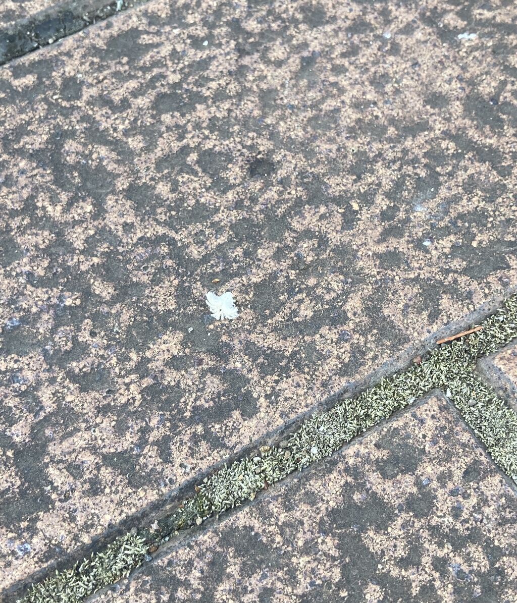 白い花のような 虫 自己満備忘録ブログ