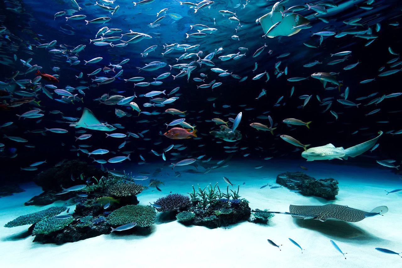 水族館で働くために必要な免許 資格まとめ 水族館飼育員おじさんのblog