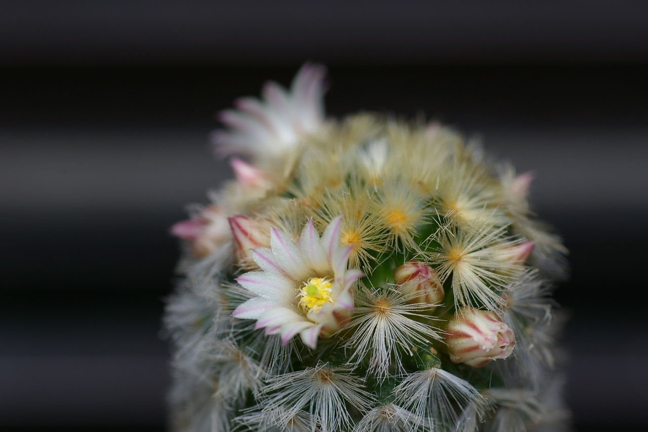サボテンの花 Mossiaeのblog