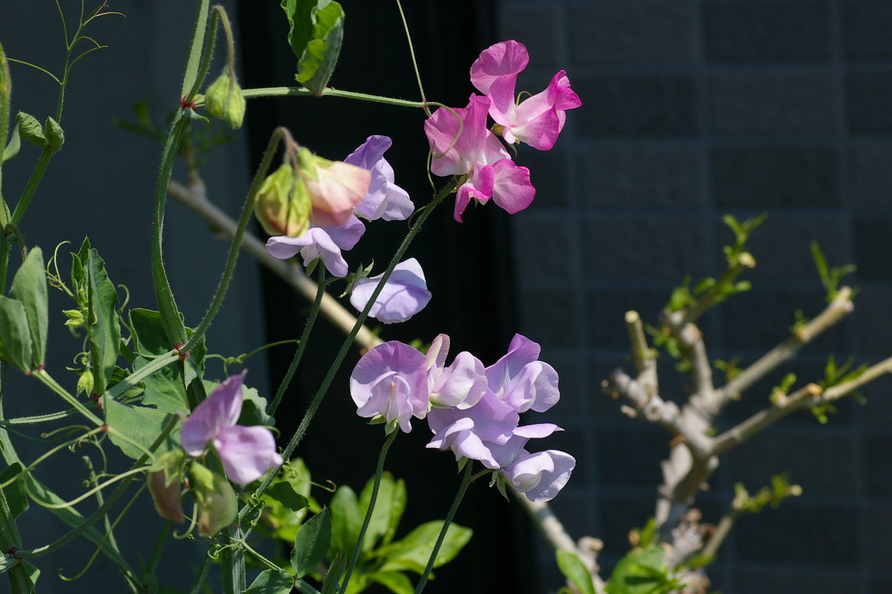 香りのある花 Mossiaeのblog 香りのある花 Mossiaeのblog
