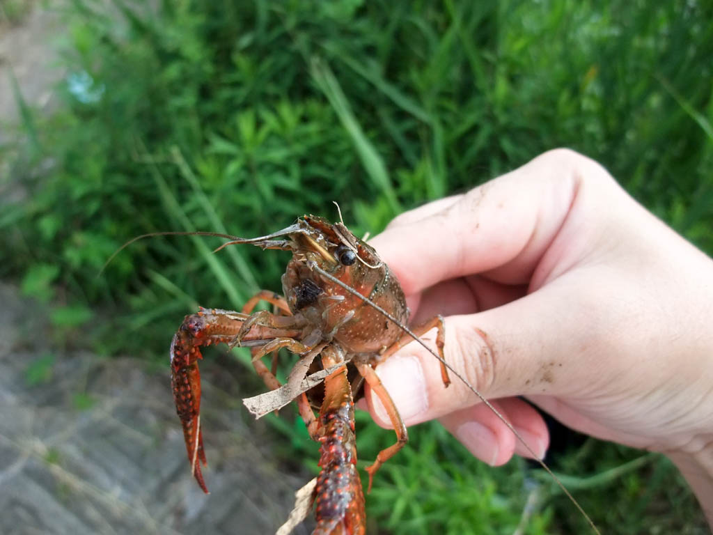 ザリガニ釣り 某調整池 お水をどうぞ ザリガニ釣り 某調整池 お水をどうぞ