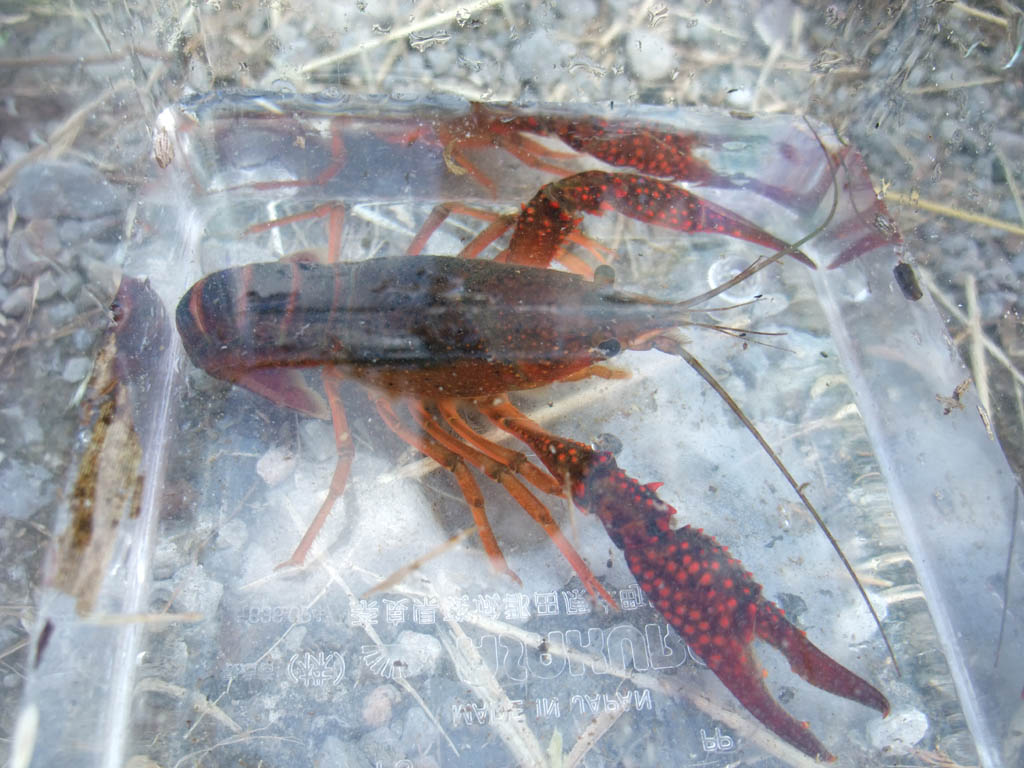 ザリガニ釣り 某調整池 お水をどうぞ ザリガニ釣り 某調整池 お水をどうぞ
