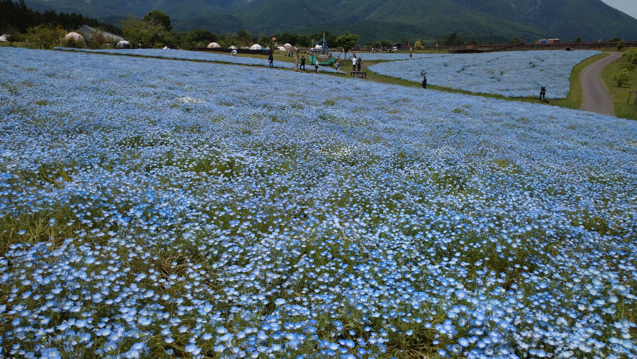 くじゅう花公園 この道ひとすぢ くじゅう花公園 この道ひとすぢ