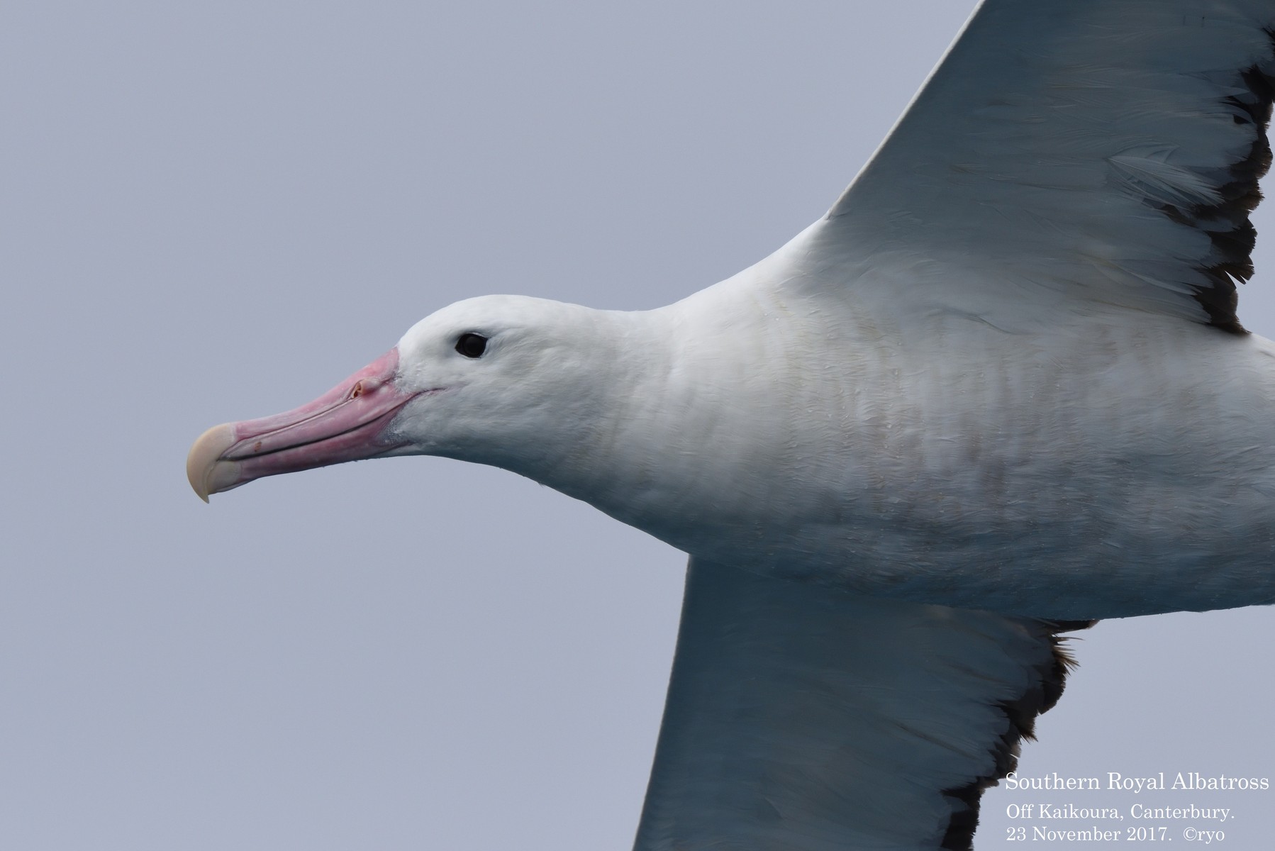 NZ Day2 Kaikoura⑤ Northern Royal Albatross, Southern Royal