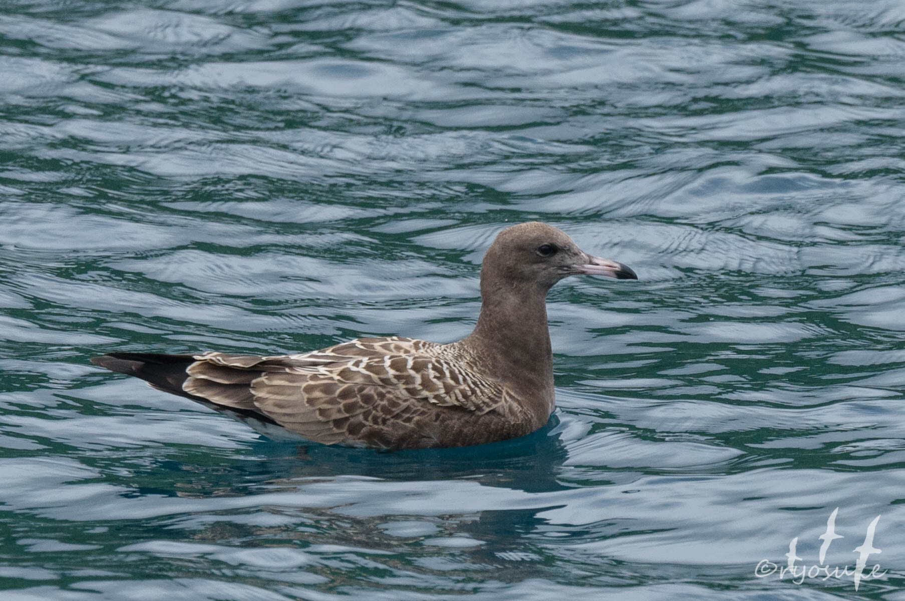 20.7.18 八丈航路 ヒメクロウミツバメ／Swinhoe's Storm-petrel