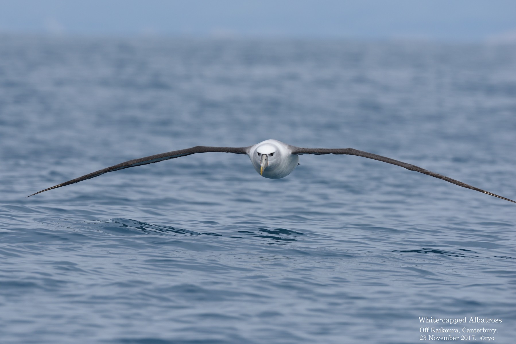 NZ Day2 Kaikoura⑦ White-capped Albatross／オークランドハジロ