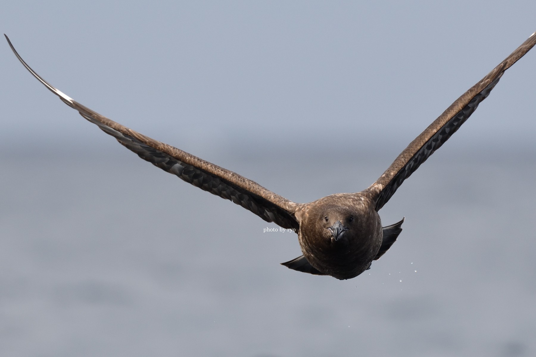 18 8 24 26 Kiama Pelagic Brown Skua チャイロオオトウゾクカモメ 島と海 18 8 24 26 Kiama Pelagic Brown Skua チャイロオオトウゾクカモメ 島と海