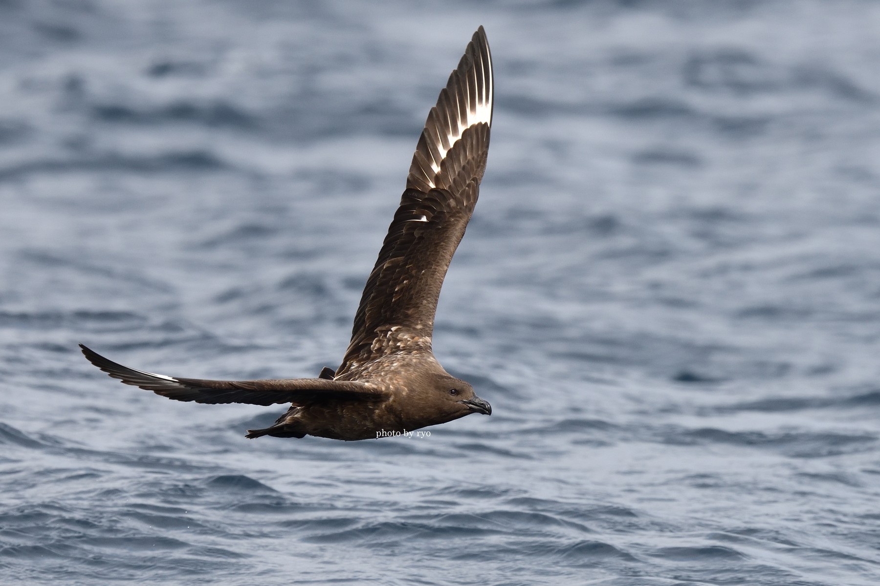 18 8 24 26 Kiama Pelagic Brown Skua チャイロオオトウゾクカモメ 島と海 18 8 24 26 Kiama Pelagic Brown Skua チャイロオオトウゾクカモメ 島と海