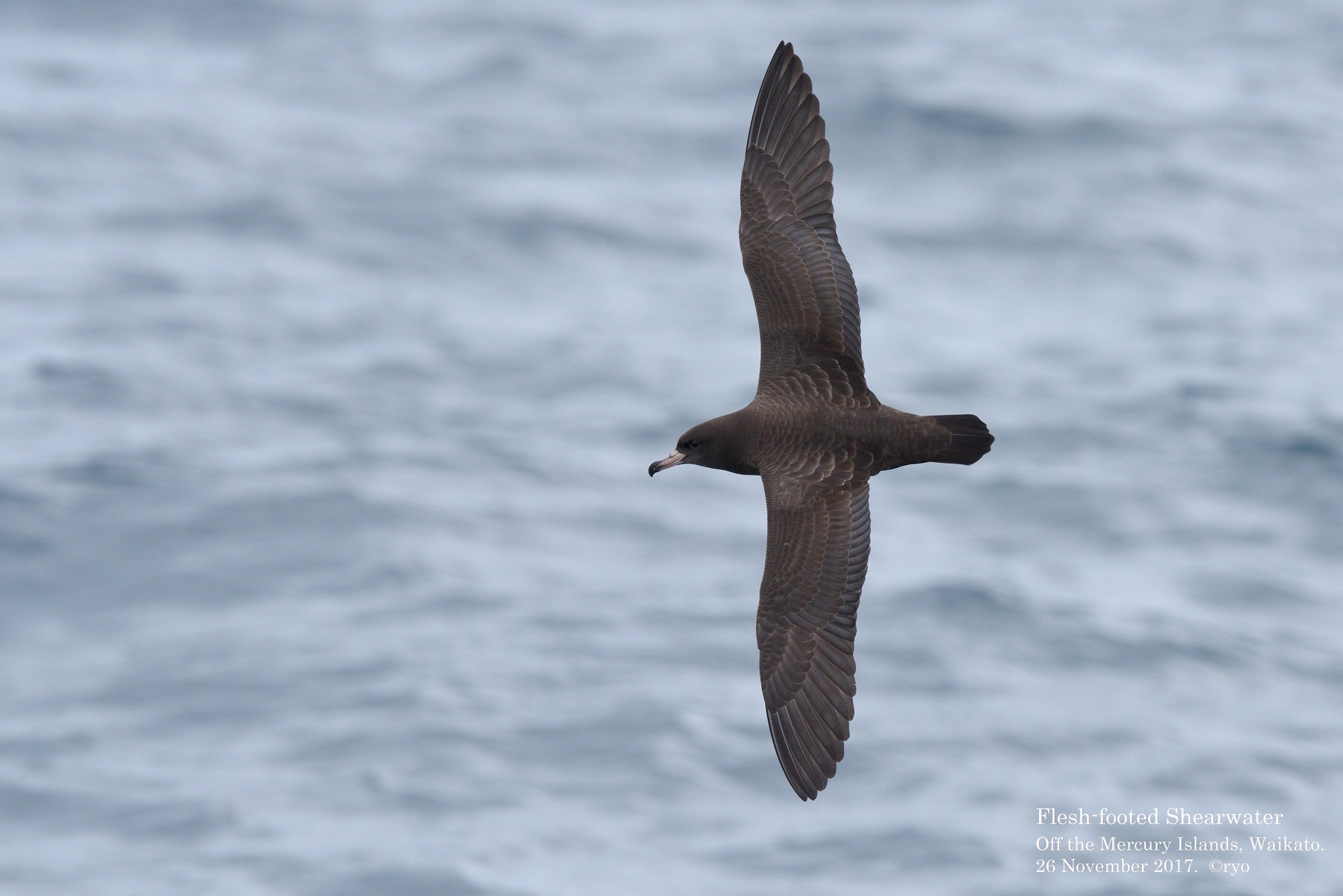 NZ Day5 Whitianga③ Ardenna : Buller's Shearwater／ミナミ