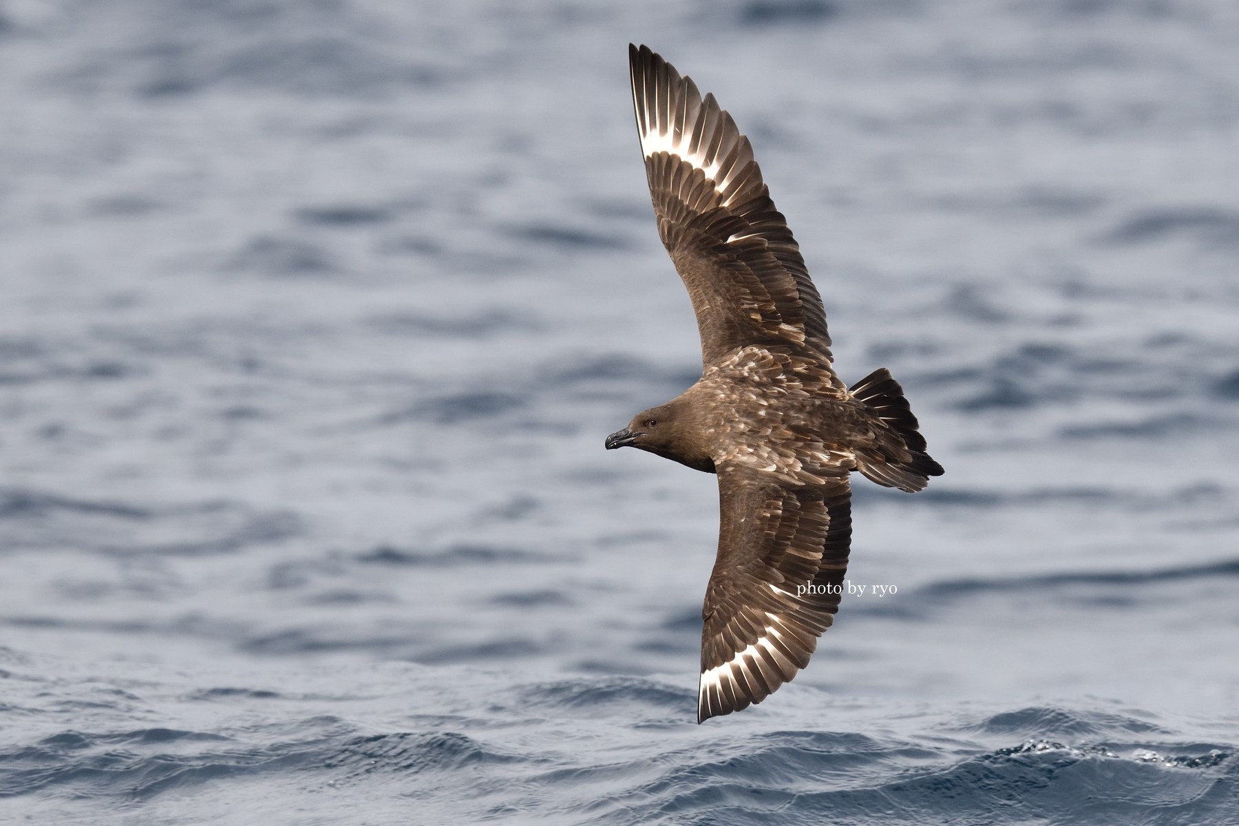 18 8 24 26 Kiama Pelagic Brown Skua チャイロオオトウゾクカモメ 島と海 18 8 24 26 Kiama Pelagic Brown Skua チャイロオオトウゾクカモメ 島と海