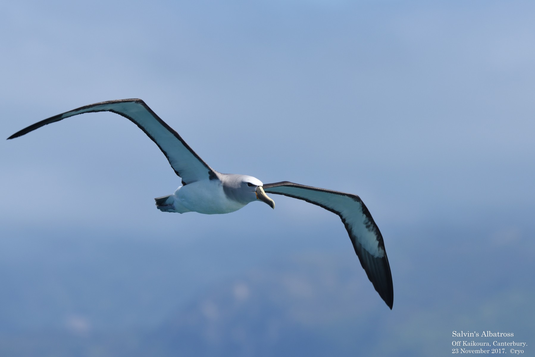 NZ Day2 Kaikoura⑥ Salvin's Albatross／サルビンアホウドリ : 島と海