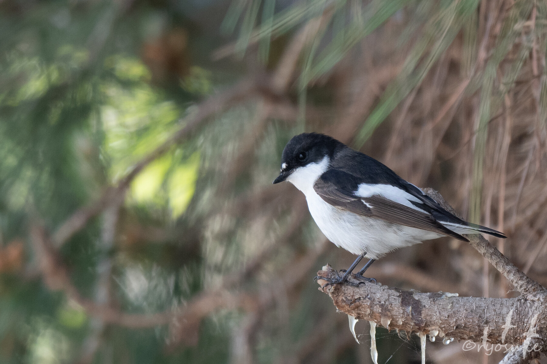19.4.25-5.6 【Barcelona, Madeira】バルセロナ鳥編① Delta del