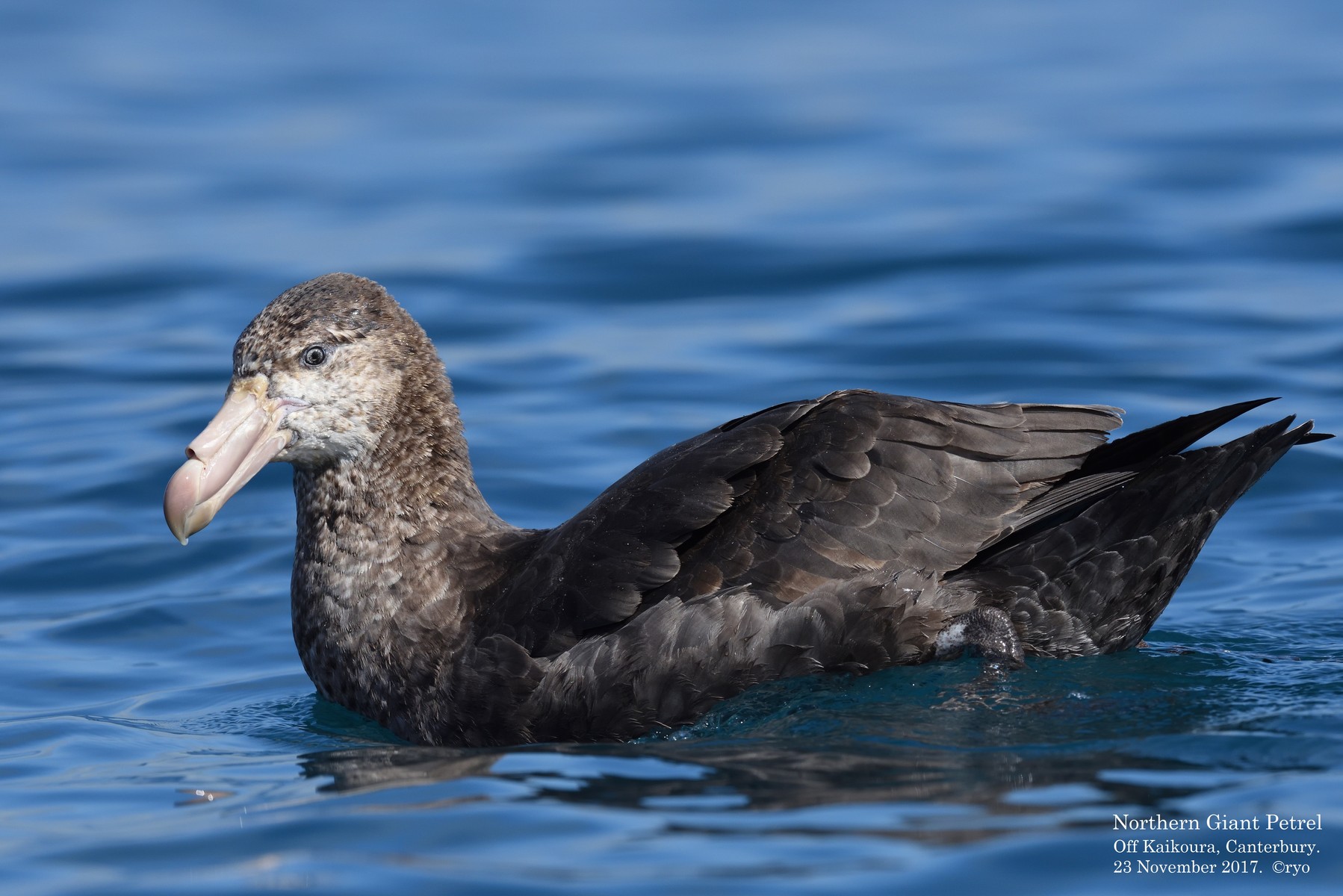 Nz Day2 Kaikoura Northern Giant Petrel キタオオフルマカモメ 島と海