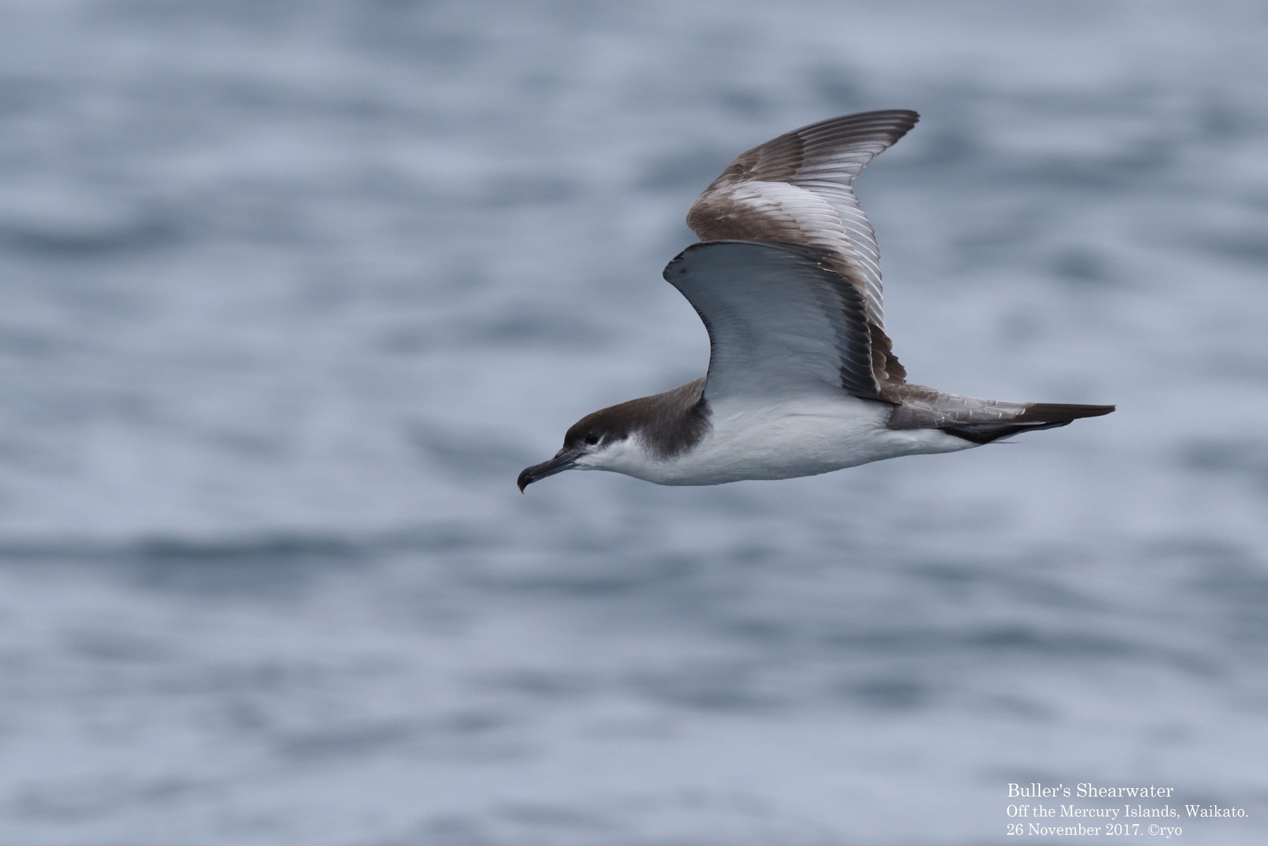 NZ Day5 Whitianga③ Ardenna : Buller's Shearwater／ミナミ